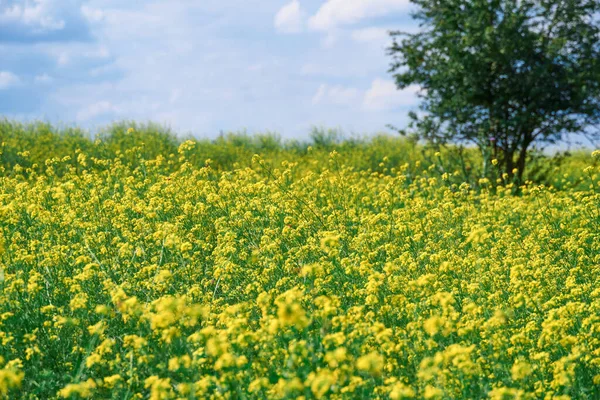 Krásná Letní Krajina Louka Žlutými Květy Lese Jasného Slunečného Dne — Stock fotografie