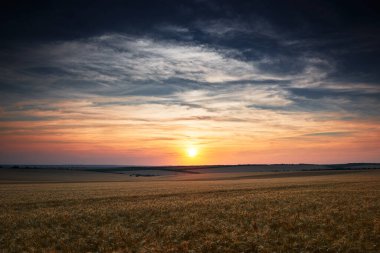 Güzel bir günbatımında buğday tarlası, güneş ışığı ve bulutlar