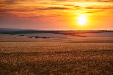 Güzel bir günbatımında buğday tarlası, güneş ışığı ve bulutlar