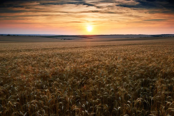 Campo Trigo Una Hermosa Puesta Sol Luz Del Sol Las — Foto de Stock