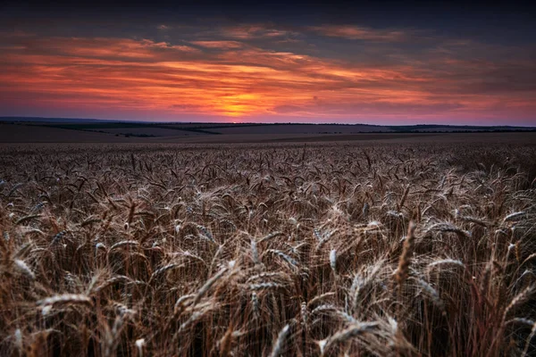 Weizenfeld Einem Wunderschönen Sonnenuntergang Sonnenlicht Und Wolken — Stockfoto