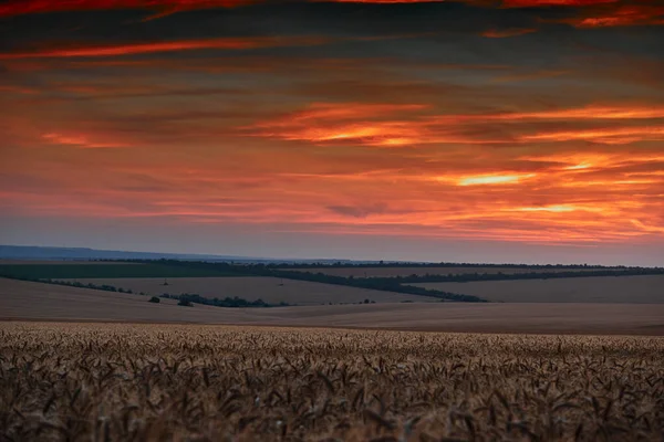 Weizenfeld Einem Wunderschönen Sonnenuntergang Sonnenlicht Und Wolken — Stockfoto