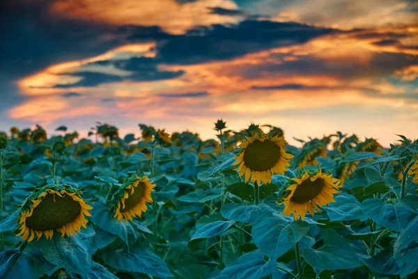 Champ Tournesol Dans Beau Coucher Soleil Lumière Soleil Les Nuages — Photo