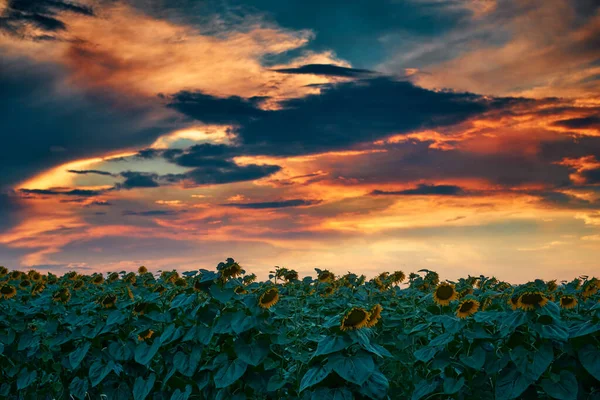 Sonnenblumenfeld Einem Wunderschönen Sonnenuntergang Sonnenlicht Und Wolken — Stockfoto