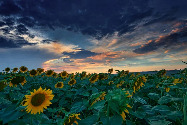 Sunflower Field Beautiful Sunset Sunlight Clouds — Stock Photo, Image