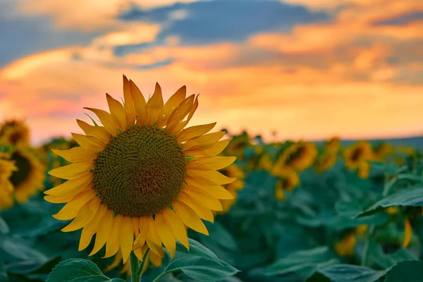 Sonnenblumenfeld Einem Wunderschönen Sonnenuntergang Sonnenlicht Und Wolken — Stockfoto