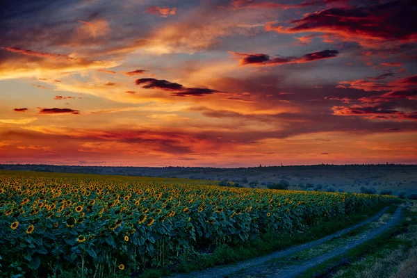 Campo Girasol Una Hermosa Puesta Sol Luz Del Sol Las — Foto de Stock