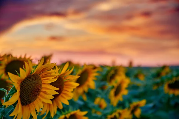 Champ Tournesol Dans Beau Coucher Soleil Lumière Soleil Les Nuages — Photo