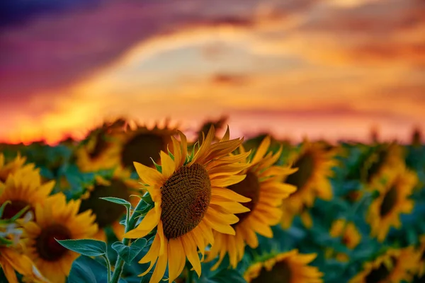 Sonnenblumenfeld Einem Wunderschönen Sonnenuntergang Sonnenlicht Und Wolken — Stockfoto