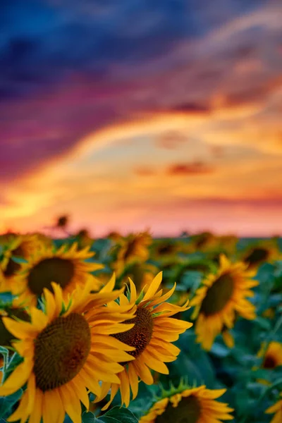 Sonnenblumenfeld Einem Wunderschönen Sonnenuntergang Sonnenlicht Und Wolken — Stockfoto