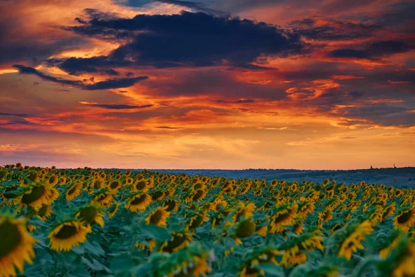 Sunflower Field Beautiful Sunset Sunlight Clouds — Stock Photo, Image