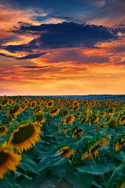 Соняшникове Поле Красивому Заході Сонця Сонячне Світло Хмари — стокове фото