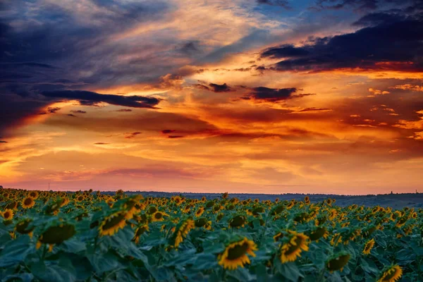 Sonnenblumenfeld Einem Wunderschönen Sonnenuntergang Sonnenlicht Und Wolken — Stockfoto