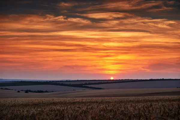 Pšeničné Pole Krásném Západu Slunce Slunečním Svitu Mracích — Stock fotografie