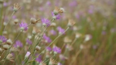 Vahşi kır çiçekleri ve çimenler. Parlak bir yaz gününde güzel bir yaz manzarası.