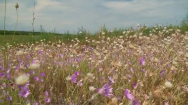 Vahşi kır çiçekleri ve çimenler. Parlak bir yaz gününde güzel bir yaz manzarası.