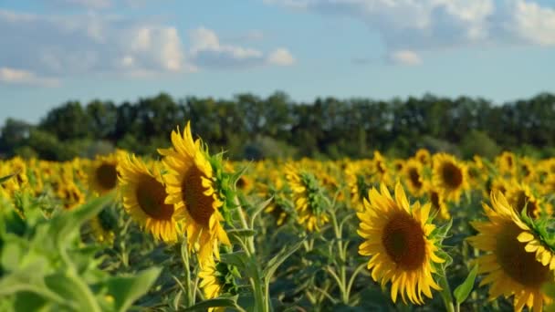Helles Sonnenblumenfeld Eine Schöne Sommerlandschaft Einem Sommertag — Stockvideo