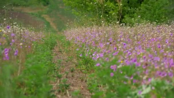 Leden Fält Vilda Blommor Och Gräs Ett Vackert Sommarlandskap Ljus — Stockvideo