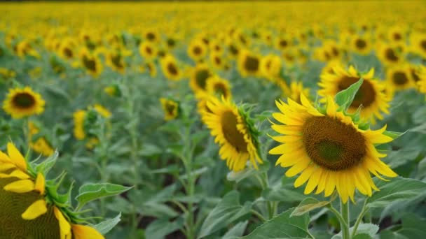 Starkt Solrosfält Ett Vackert Sommarlandskap Sommardag — Stockvideo