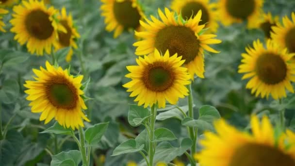 champ de tournesol lumineux un beau paysage d'été un jour d'été