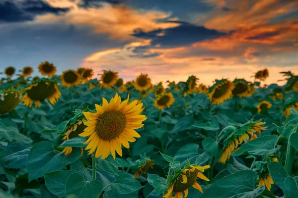 Sonnenblumenfeld Einem Wunderschönen Sonnenuntergang Sonnenlicht Und Wolken — Stockfoto