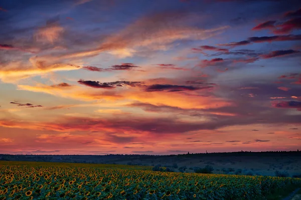 Подсолнух Поле Красивом Закате Солнечный Свет Облака — стоковое фото