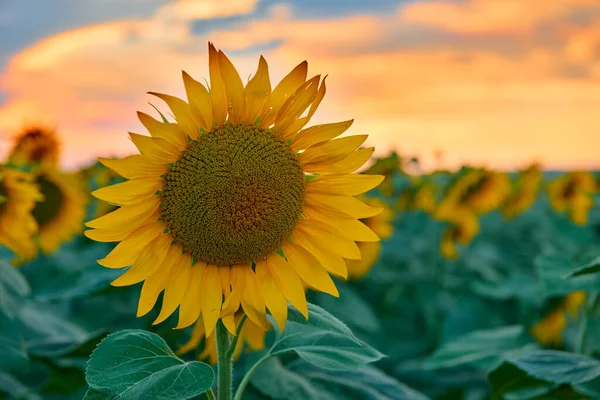 Sonnenblumenfeld Einem Wunderschönen Sonnenuntergang Sonnenlicht Und Wolken — Stockfoto
