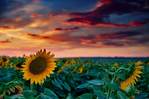 Соняшникове Поле Красивому Заході Сонця Сонячне Світло Хмари — стокове фото