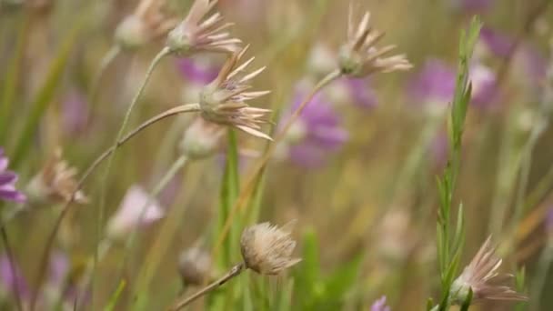 野生野花和野草 一个美丽的夏季风景在灿烂的夏日 — 图库视频影像
