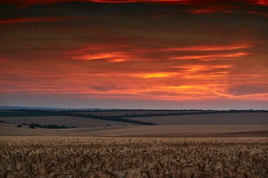 Güzel bir günbatımında buğday tarlası, güneş ışığı ve bulutlar