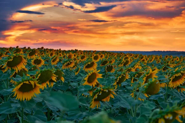 Sunflower Field Beautiful Sunset Sunlight Clouds — Stock Photo, Image