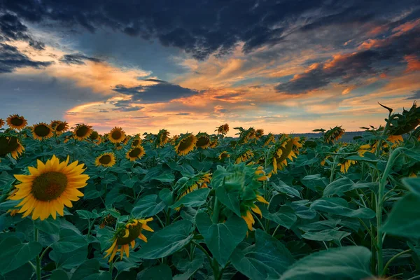 Champ Tournesol Dans Beau Coucher Soleil Lumière Soleil Les Nuages — Photo