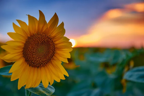 Sonnenblumenfeld Einem Wunderschönen Sonnenuntergang Sonnenlicht Und Wolken — Stockfoto