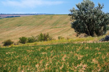 Parlak ve güzel yaz manzarası - tarlalar ve gökyüzü
