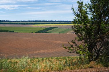 Parlak ve güzel yaz manzarası - tarlalar ve gökyüzü