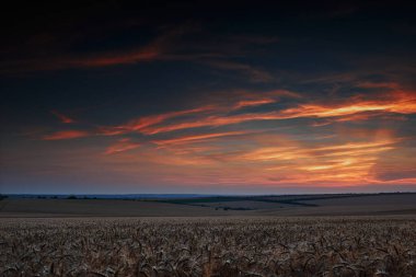 Güzel bir günbatımında buğday tarlası, güneş ışığı ve bulutlar