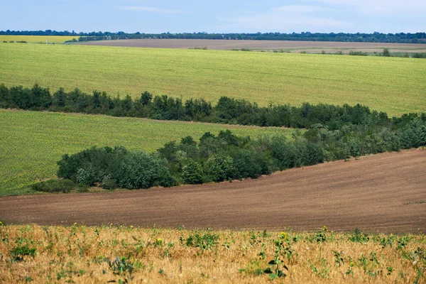 Fényes Gyönyörű Nyári Táj Mezők — Stock Fotó