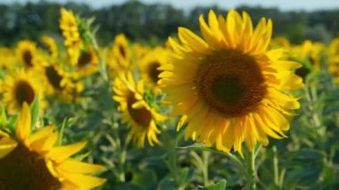 Parlak ayçiçeği tarlası. Yaz gününde güzel bir yaz manzarası.