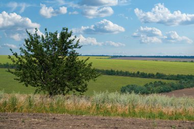 Parlak ve güzel yaz manzarası - tarlalar ve gökyüzü