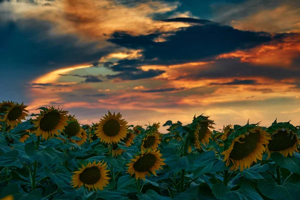 Champ Tournesol Dans Beau Coucher Soleil Lumière Soleil Les Nuages — Photo