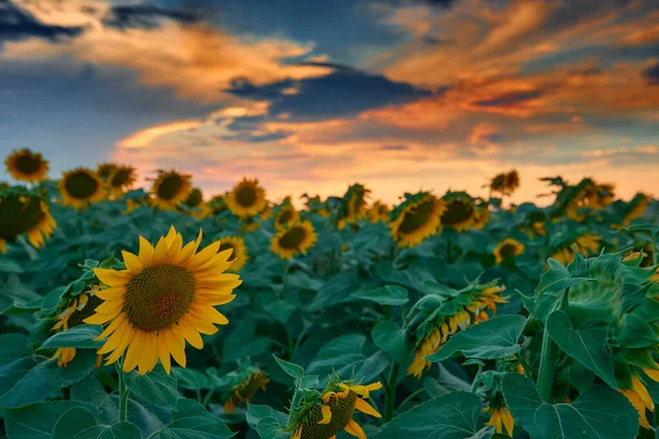 Champ Tournesol Dans Beau Coucher Soleil Lumière Soleil Les Nuages — Photo