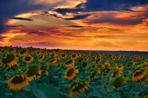 Sonnenblumenfeld Einem Wunderschönen Sonnenuntergang Sonnenlicht Und Wolken — Stockfoto