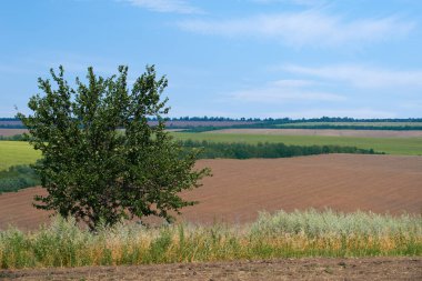 Parlak ve güzel yaz manzarası - tarlalar ve gökyüzü