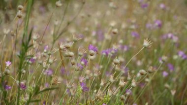 Vahşi kır çiçekleri ve çimenler. Parlak bir yaz gününde güzel bir yaz manzarası.