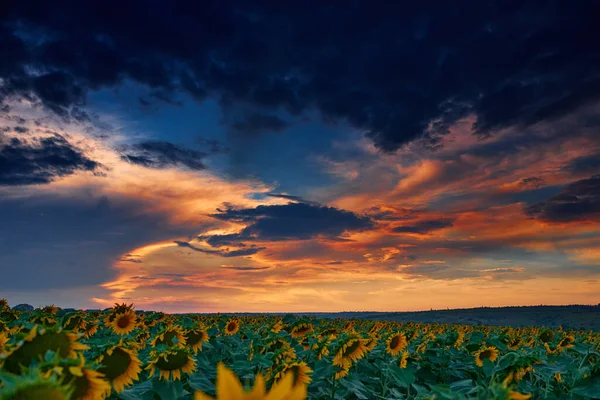 Sunflower Field Beautiful Sunset Sunlight Clouds — Stock Photo, Image