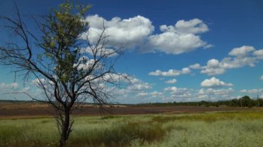 Yaz manzarası gündüz vakti, parlak gökyüzü, kuru ağaç ve tarlalar, arka plan olarak güzel bulutlar.