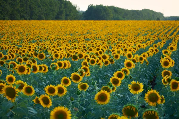 Bright Sunflower Field Beautiful Landscape Summer Day — Stock Photo, Image