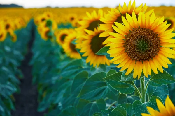 Helles Sonnenblumenfeld Eine Schöne Landschaft Einem Sommertag — Stockfoto