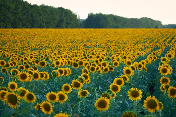 Campo Girasol Brillante Hermoso Paisaje Día Verano — Foto de Stock