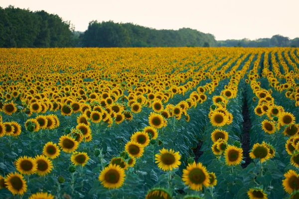 Klart Solrosfält Ett Vackert Landskap Sommardag — Stockfoto